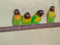 /album/galeria-de-fotos-aves-para-venda/aves-2013-010-jpg/